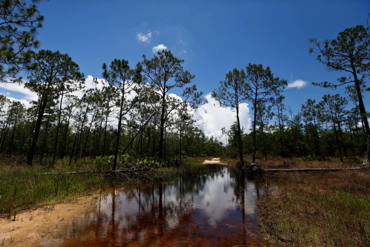 A puddle blocks a path that leads into the Panther Island Mitigation Bank in June 2018, near Naples, Florida. Experts say the Trump administration’s move to redefine what constitutes a waterway under federal law is threatening efforts to save wetlands from destruction.