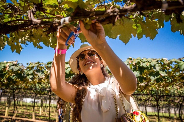Roteiro pela Vinícola Goés inclui colher uvas na época da vindima. 