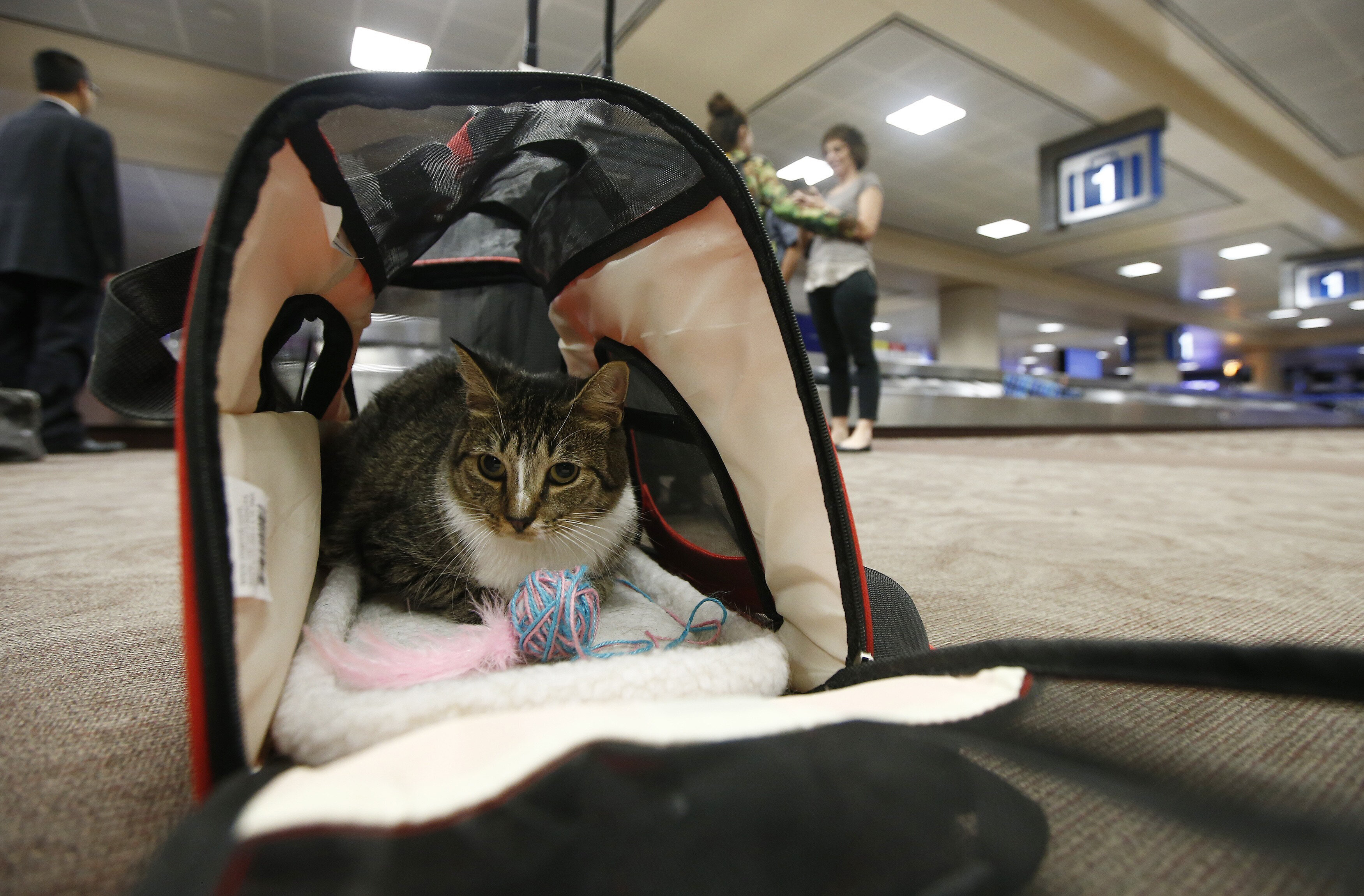 Emotional Support Animals Could Soon Be Banned From Planes