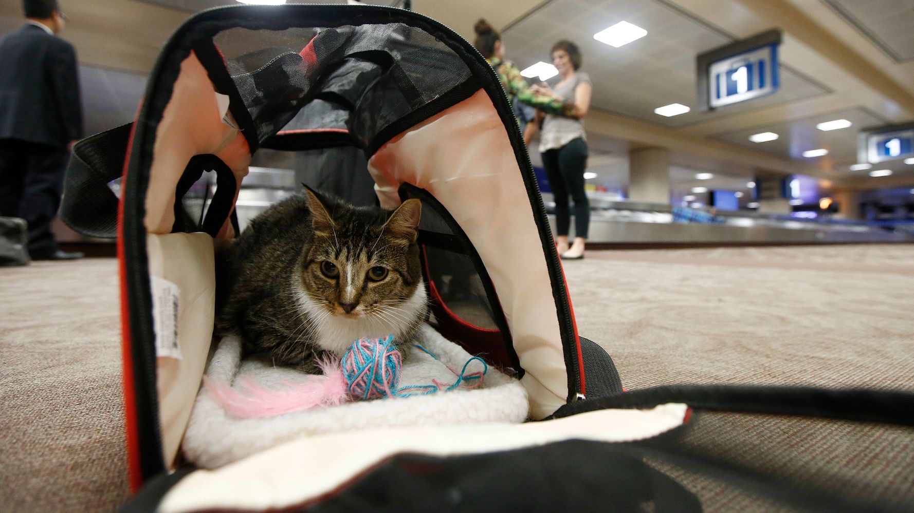 Emotional Support Animals Could Soon Be Banned From Planes | HuffPost Life