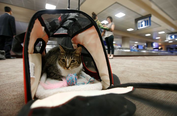 Oscar the cat, who is not a service animal, sits in his carry-on travel bag after arriving at Phoenix Sky Harbor International Airport in Phoenix.