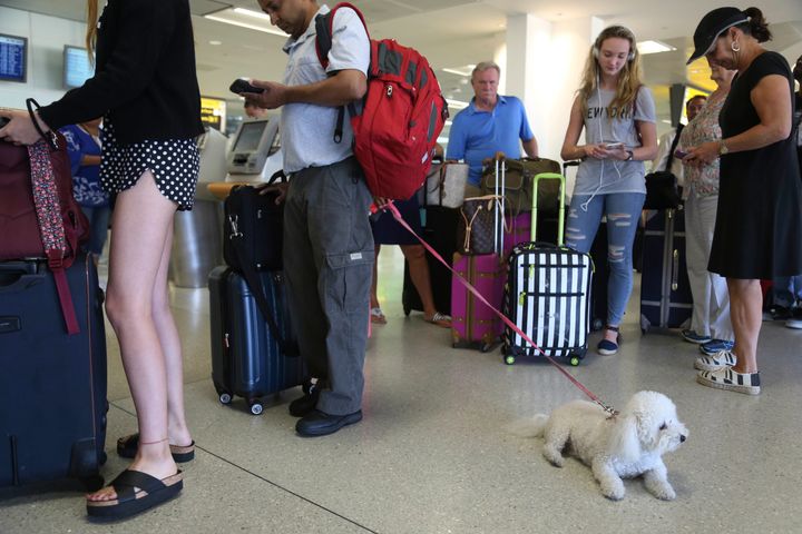 In this Aug. 8, 2016, file photo, a dog named Jazzy waits in line with Delta passengers at a ticket counter in Newark Liberty International Airport in Newark, New Jersey.