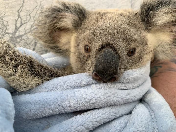 Maryanne the koala is one the road to recovery after suffering severe burns on her feet shortly before Christmas.