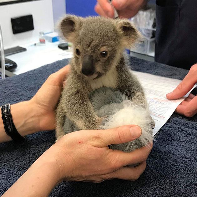 Kevin, a baby koala injured in the Pechey bushfire, is now in the care of the RSPCA Queensland Wildlife Hospital.