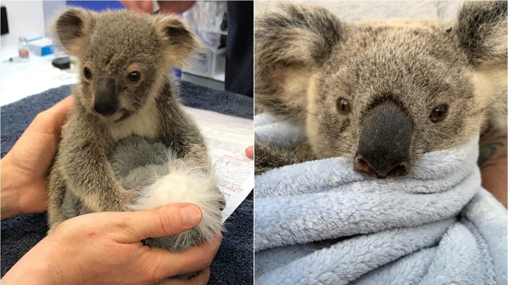 From Heartbreak Comes Hope Koala Rescuers Share Moving Recovery Stories Huffpost
