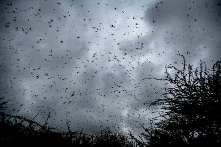 Swarms of desert locusts fly up into the air from trees in Katitika village, Kitui county, Kenya on Jan. 24, 2020. 