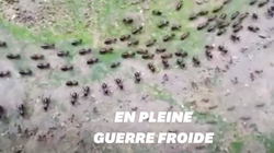 Les fourmis et les termites ont eux aussi des armées aux