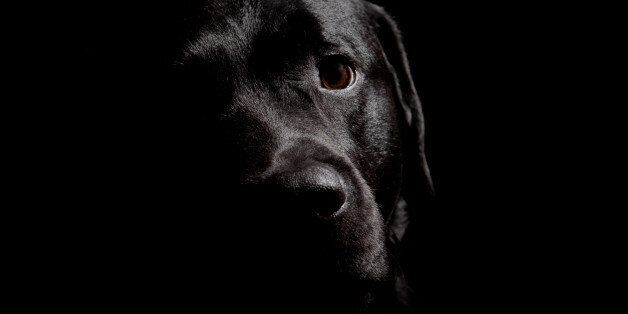 Black Labrador Retriever on dark background