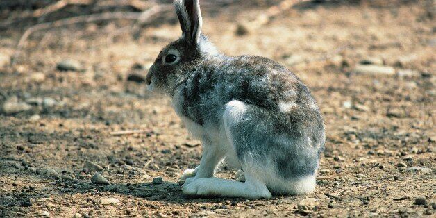 UNSPECIFIED - FEBRUARY 17: Alpine hare or Mountain hare (Lepus timidus), Leporidae. (Photo by DeAgostini/Getty Images)
