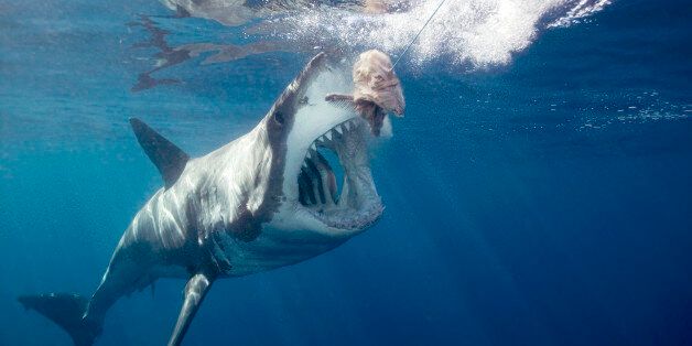 Great white shark arching body and opening mouth for bait (wide-angle)