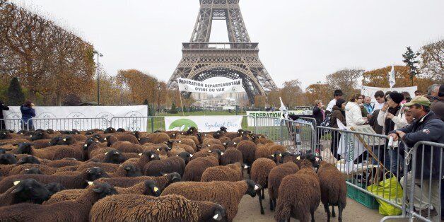 Sheep stand at the Champ de Mars near the Eiffel Tower in Paris during a protest by farmers demanding an effective plan by the ecology ministry to fight against wolves following an increasing number of attacks on flocks on November 27, 2014. AFP PHOTO / PATRICK KOVARIK (Photo credit should read PATRICK KOVARIK/AFP/Getty Images)