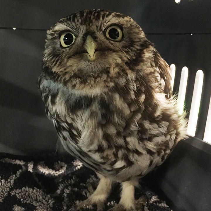 The little owl likely put on weight over the winter when she "overindulged" in an area filled with plentiful prey.