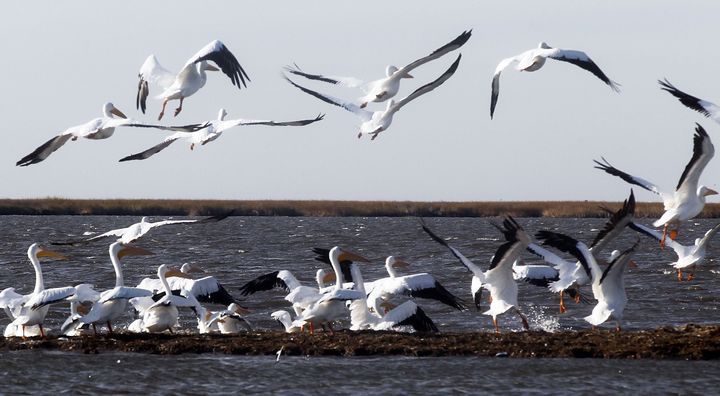 Migratory white pelicans take off from the shoreline of an island battered by oil from the BP oil spill Dec. 5, 2010, in Barataria Bay, Louisiana.