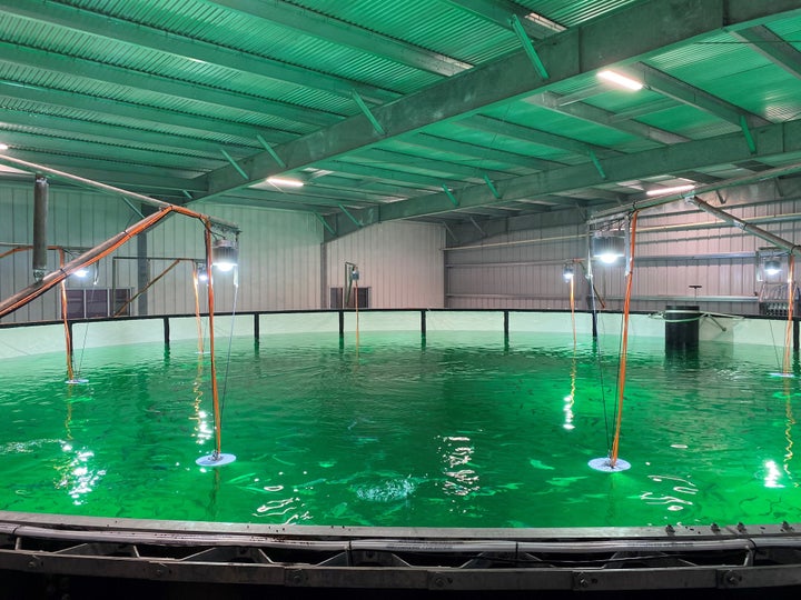 Tanks inside Atlantic Sapphire's Miami-based salmon farm. The water comes from the Floridan aquifer.