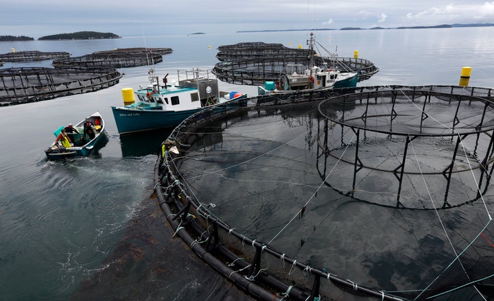 A salmon farm near Blacks Harbour, New Brunswick, Canada.