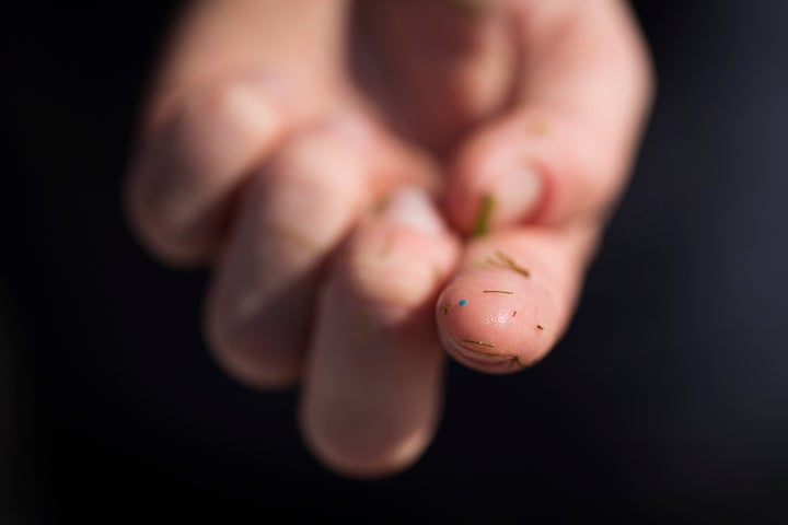 A scientist shows a blue coloured micro plastic that was collected from Lake Ontario on July 15, 2015.
