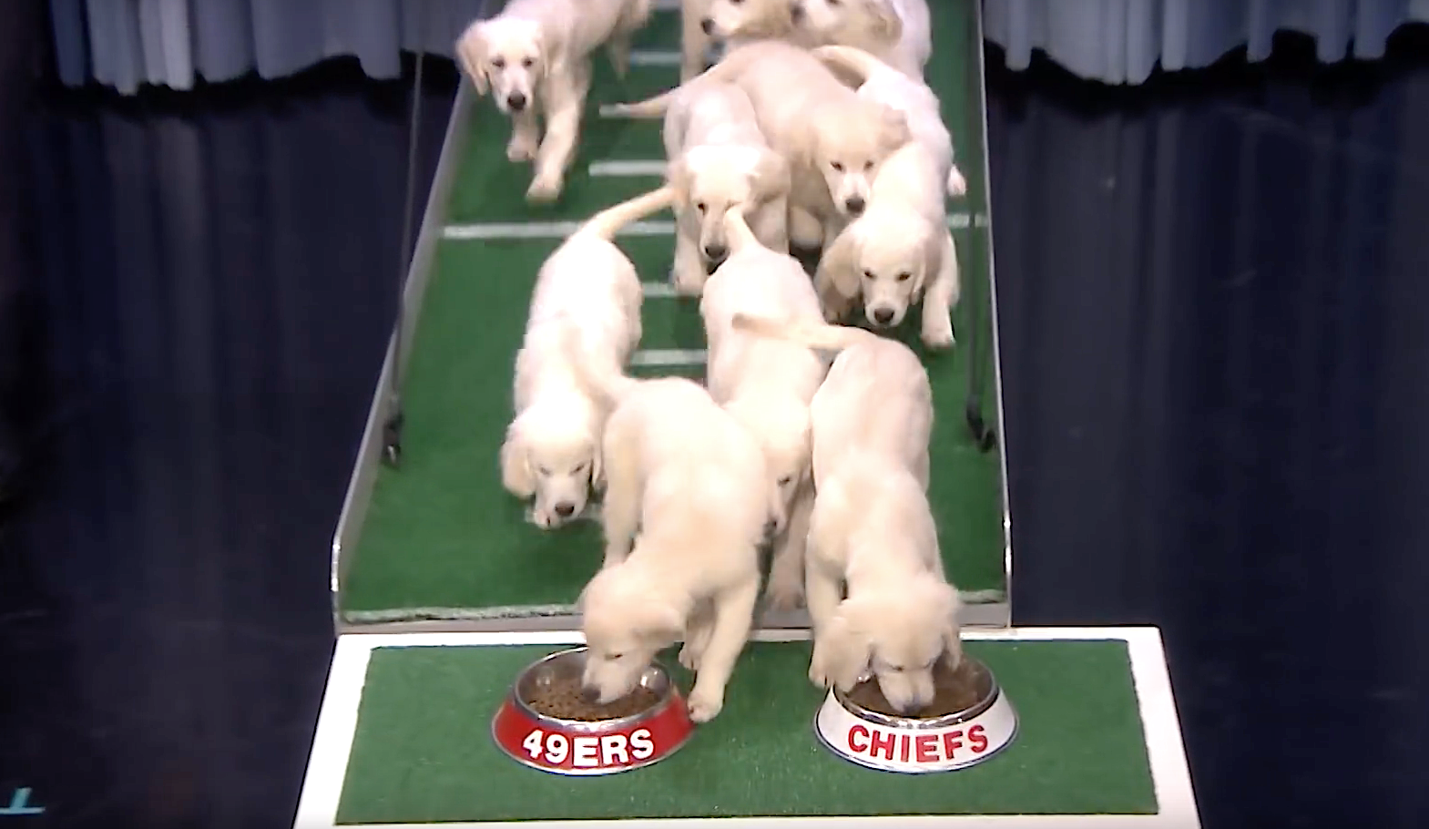 jimmy fallon puppy bowl