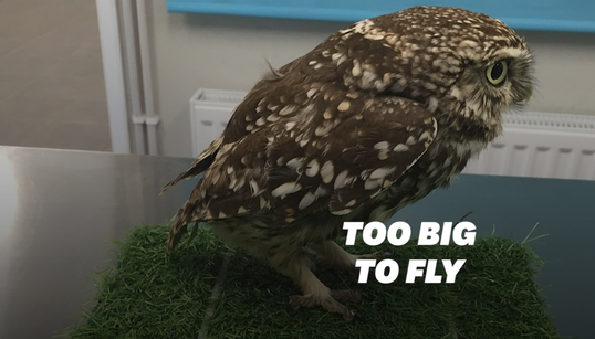 Les chouettes aussi souffrent d’obésité
