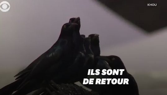 Comme dans un film d’Hitchcock, des nuées d’oiseaux envahissent des parkings à