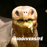 30 tortues géantes issues d'espèces disparues ont été découvertes aux îles