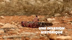 La Somalie en ”état d’urgence” face à l’invasion massive de