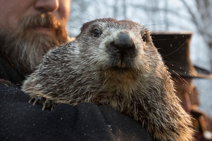 Groundhog Club co-handler Al Dereume holds Punxsutawney Phil, the weather prognosticating groundhog, on Sunday during the 134