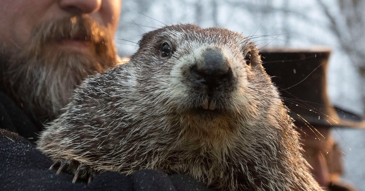 Télécharger gratuitement Images Les Marmottes Ne S Entendent Pas Sur L Arrivee Hative Du Printemps dernière salutations