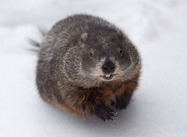 Canadian Groundhog
