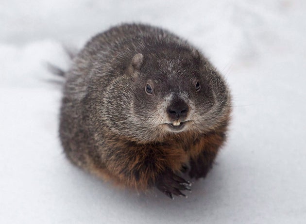 185 Cute and Funny Groundhog Names - Animal Hype