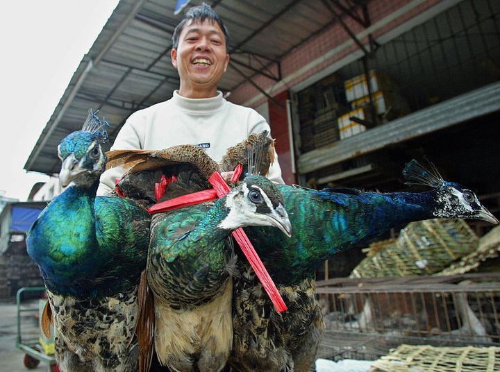 Παγώνια διαθέσιμα προς πώληση σε αγορά άγριων ζώων στην Γκουανγκζού της Κίνας (Ιανουάριος 2004)