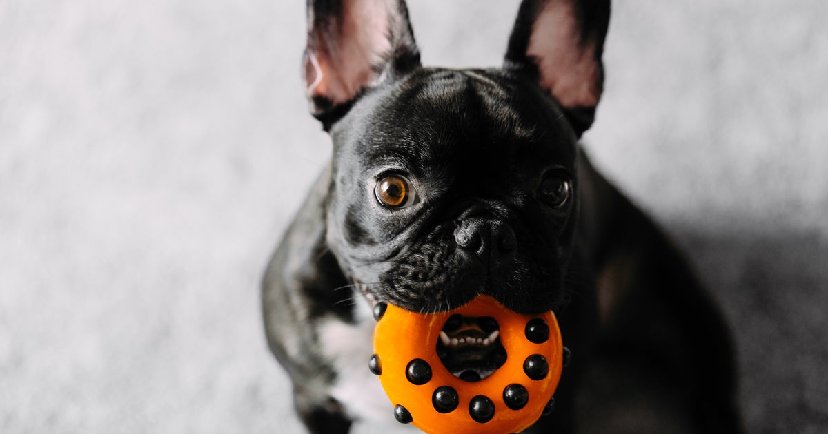 10 X-Rated Dog Toys That Look Uncomfortably Similar To Sex Toys | HuffPost Life 10 X-Rated Dog Toys That Look Uncomfortably Similar To Sex Toys | HuffPost Life