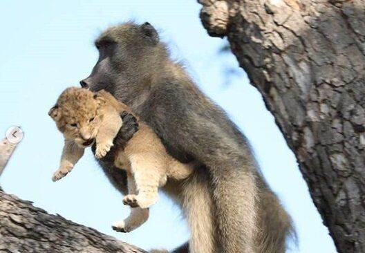 Ce babouin et ce lionceau rejouent “Le Roi Lion” mais c’est moins mignon qu’il n’y