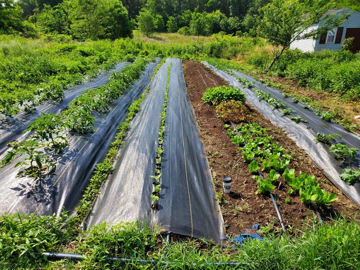 Plants are sprouting at the BLISS Meadows climate victory garden in Baltimore. Healthy soil means more nutrient-dense fruits