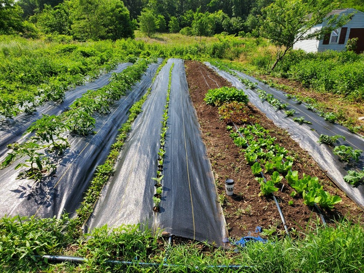 Plants are sprouting at the BLISS Meadows climate victory garden in Baltimore. Healthy soil means more nutrient-dense fruits and vegetables. 