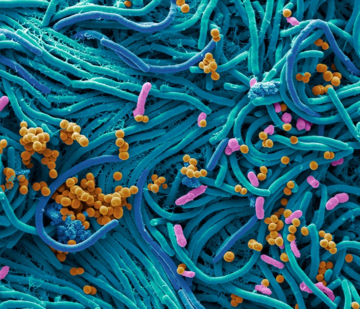 Bacterias encontradas en una pantalla de un teléfono móvil. 