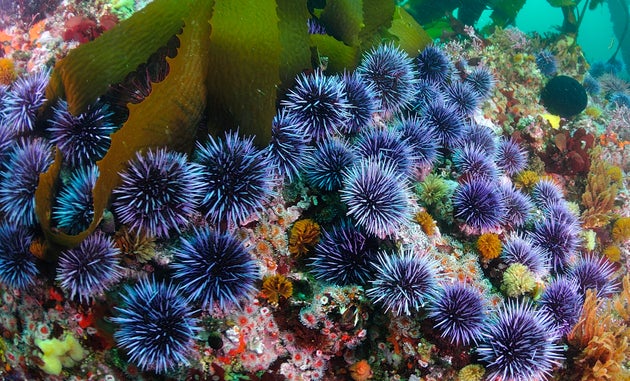 Manger Des Oursins Aide A Sauver La Biodiversite Des Oceans Le Huffpost
