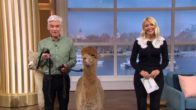 This Mornings Phillip Schofield Learns The Hard Way Why You Shouldnt Get On The Wrong Side Of An Alpaca