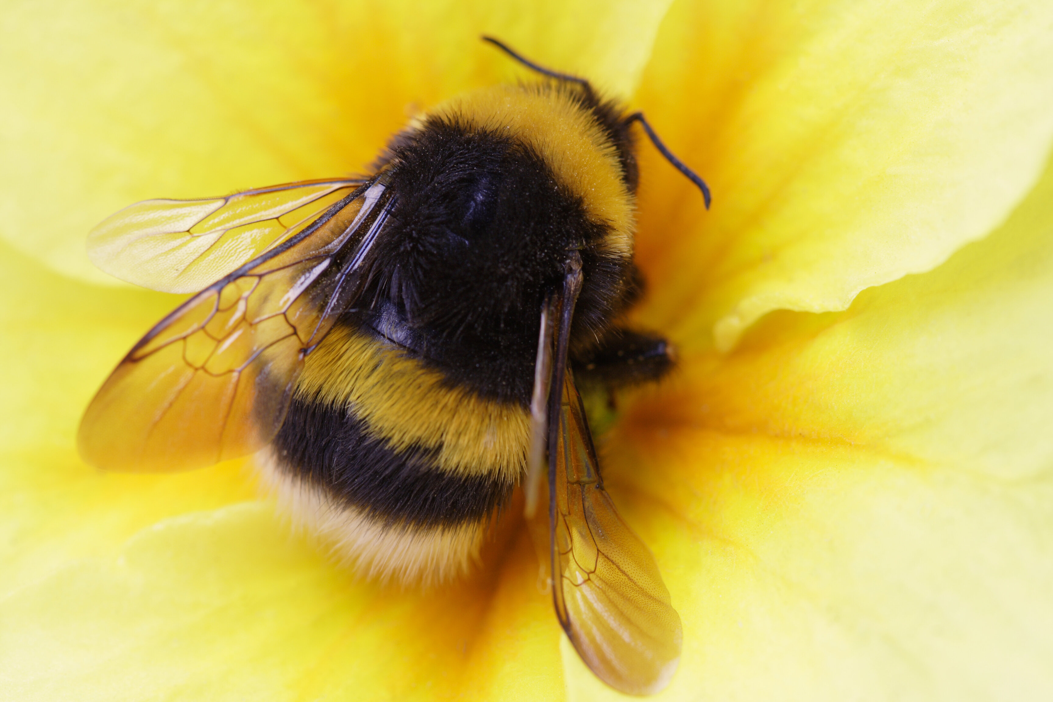 Лета желтая с черным. Шафранный Шмель. Пчела Bumblebee. Бамблби Шмель. Мохнатая пчела.