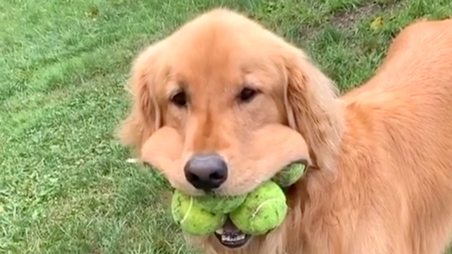 Golden retriever clearance balls in mouth