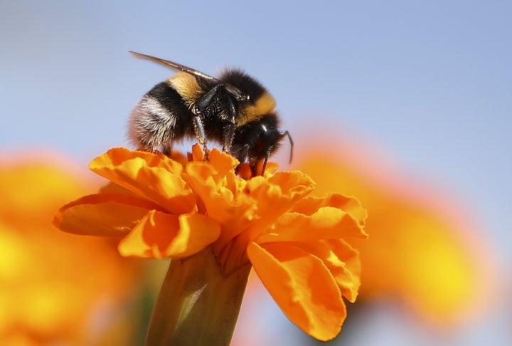 A bumblebee on a flower.