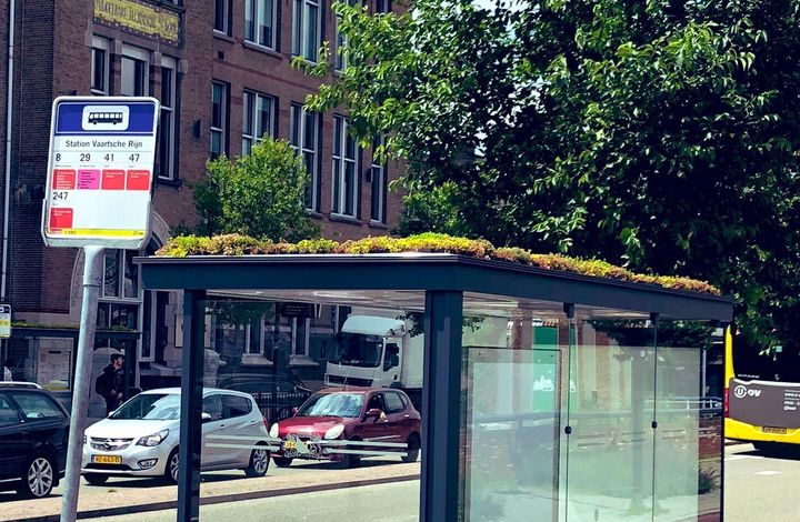 In Utrecht, Netherlands, bus stops have green roofs to attract pollinators.