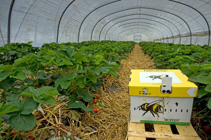 A cardboard beehive with earth bumblebees is ready for the pollination of strawberries in greenhouse.