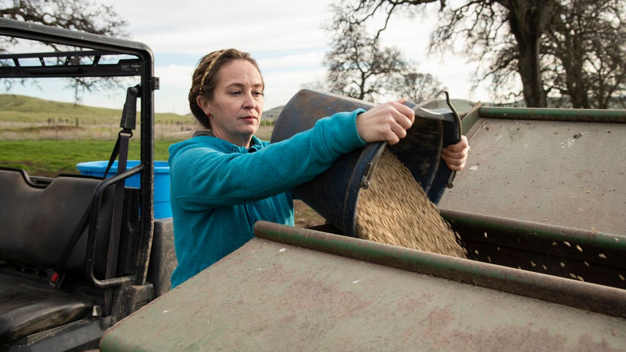 Megan Brown loads hog mix into a feeder to feed her large Black Red Wattle pigs on her ranch in Butte County, California.