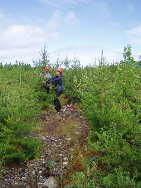 La Chaire en éco-conseil de l'UQAC gère Carbone boréal, un programme de compensation par plantation d'arbres qui sert également à la recherche universitaire. (Marianne Gagnon-Duchesne/Carbone boréal)