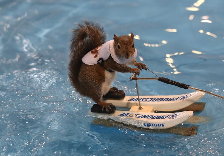 Twiggy the water-skiing squirrel at the Toronto International Boat Show on Jan.17, 2020. 