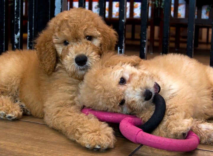 Puppies play in a cage at a pet store in Columbia, Md., Monday, Aug. 26, 2019. 