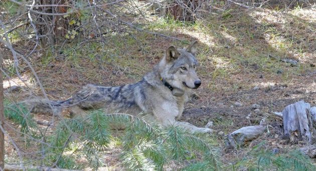 OR-54 when she was 1 1/2 years old, in a photo from the U.S. Fish and Wildlife Service.