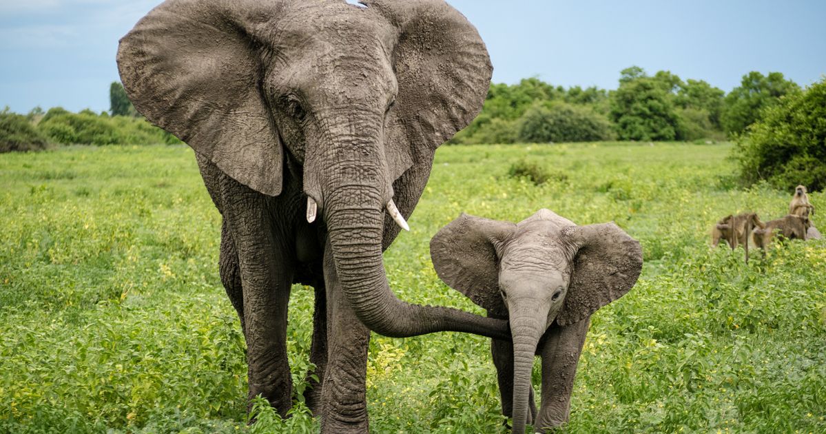 Слон группа организмов. Слоны. Африканский слон. Слониха со слоненком. Красивые слоны.