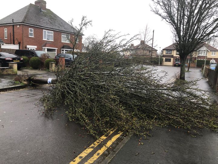 A fallen tree in the Longlevens area of Gloucester.