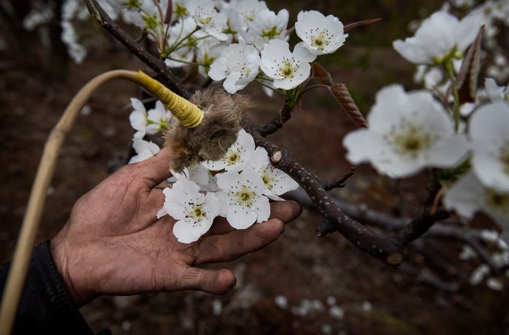 A Chinese farmer hand pollinates flowers on a pear tree. Heavy pesticide use on fruit trees in the area caused a severe decline in wild bee populations, and trees are now pollinated by hand in order to produce better fruit.